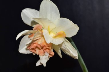 Siyah arkaplanda güzel nergis çiçeğinin yakın plan görüntüsü 