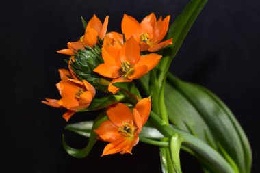 Koyu arka planda yeşil yapraklı güzel bahar çiçekleri.