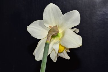 Siyah arkaplanda güzel nergis çiçeğinin yakın plan görüntüsü 