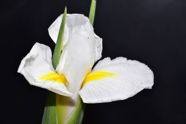 Siyah arkaplanda beyaz iris çiçeği