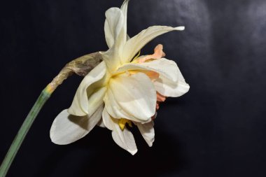 Siyah arkaplanda güzel nergis çiçeğinin yakın plan görüntüsü 