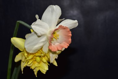 Siyah arka planda güzel nergislerin yakın plan görüntüsü 