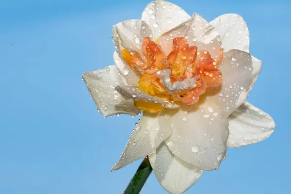 Vista Cerca Hermosa Flor Narciso Fondo Azul Del Cielo Hermoso —  Fotos de Stock