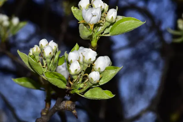 Spring Flowers Buds Leaves Apple Tree — Stock Photo, Image