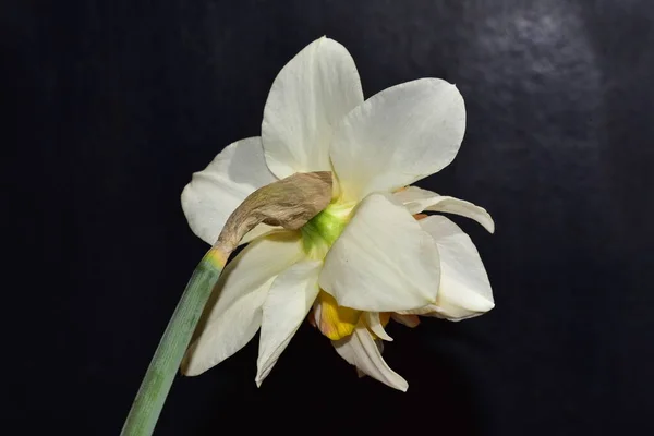 Siyah Arkaplanda Güzel Nergis Çiçeğinin Yakın Plan Görüntüsü — Stok fotoğraf