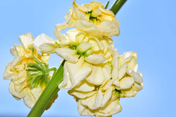 Белые Цветы Фоне Голубого Неба — стоковое фото