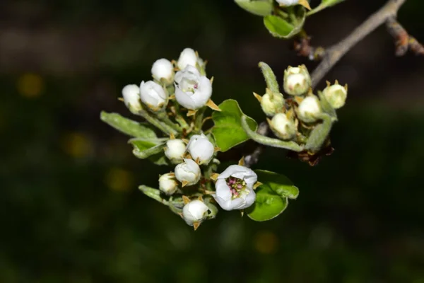 Spring Flowers Buds Leaves Apple Tree — Stock Photo, Image