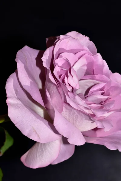 Vacker Rosa Ros Blomma Svart Bakgrund — Stockfoto