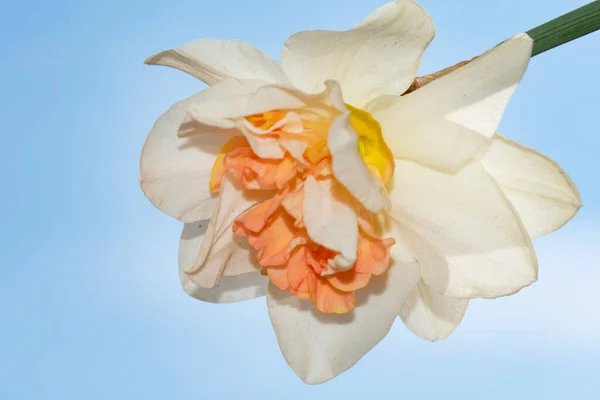 Close View Beautiful Daffodil Flower Blue Sky Background Beautiful Botanical — Stock Photo, Image