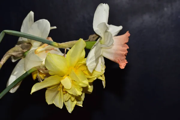 Close View Beautiful Daffodils Flowers Black Background — Stock Photo, Image