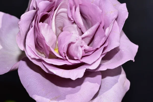 Hermosa Flor Rosa Sobre Fondo Negro —  Fotos de Stock