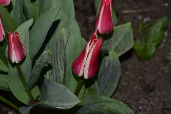 Belles Fleurs Tulipes Dans Jardin — Photo