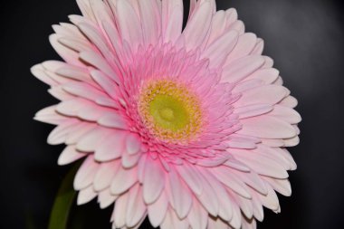 Siyah arka planda güzel Gerbera çiçeği, yaz konsepti