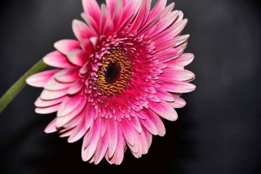 Siyah arka planda güzel Gerbera çiçeği, yaz konsepti