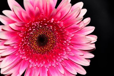 Siyah arka planda güzel Gerbera çiçeği, yaz konsepti