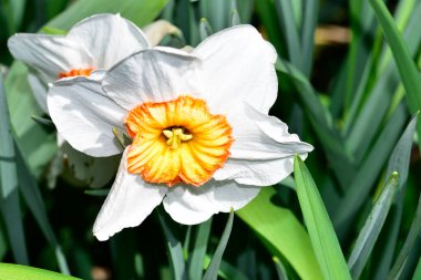 Beyaz ve sarı narsisli çiçeklere yakın çekim