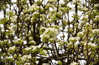 Bahçede güzel bahar çiçekleri açar.