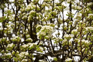 Bahçede güzel bahar çiçekleri açar.