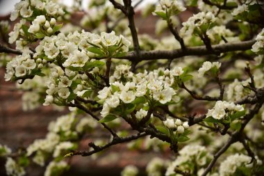 Bahçede güzel bahar çiçekleri açar.
