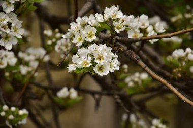 Bahçede güzel bahar çiçekleri açar.