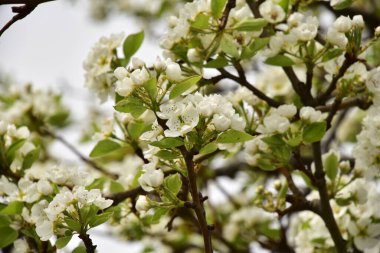 Bahçede güzel bahar çiçekleri açar.