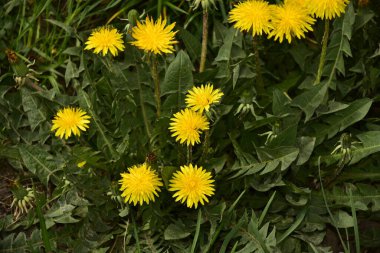 Güzel sarı çiçekler, çiçek konsepti