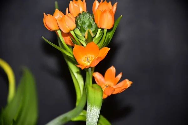 Schöne Orangefarbene Blumen Blumiges Konzept Hintergrund — Stockfoto