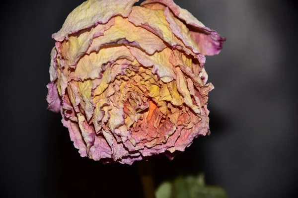 Closeup Dry Flower Dark Background — Stok fotoğraf