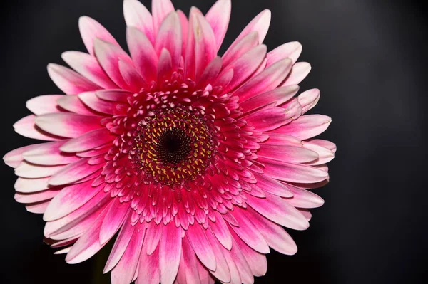 Siyah arka planda güzel Gerbera çiçeği, yaz konsepti