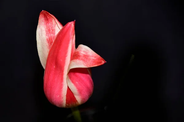 Hermoso Tulipán Tierno Sobre Fondo Oscuro Vista Cerca —  Fotos de Stock