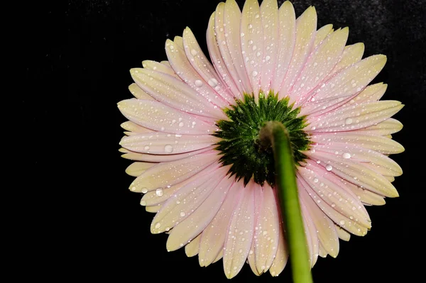 Hermosa Flor Gerberas Sobre Fondo Negro Concepto Verano — Foto de Stock