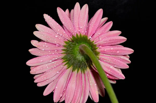 Belle Fleur Gerbera Sur Fond Noir Concept Été — Photo