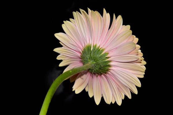 Schöne Gerbera Blume Auf Schwarzem Hintergrund Sommerkonzept — Stockfoto