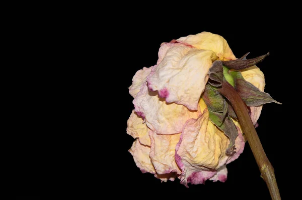 Closeup Dry Flower Dark Background — Photo