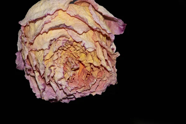 Closeup Dry Flower Dark Background — Stok fotoğraf