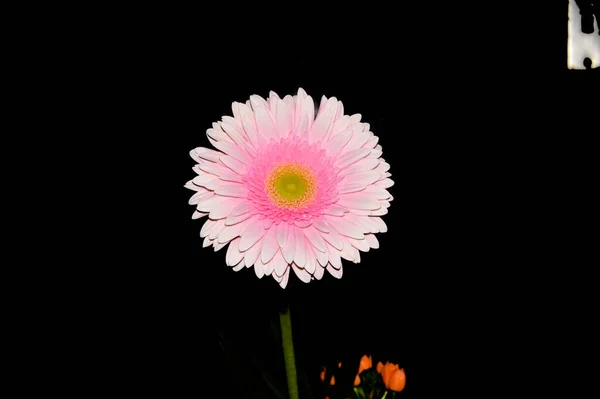 Piękny Gerbera Kwiat Czarnym Tle Koncepcja Latem — Zdjęcie stockowe