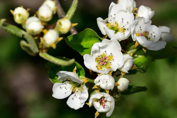 Красивые Весенние Цветы Цветут Саду — стоковое фото
