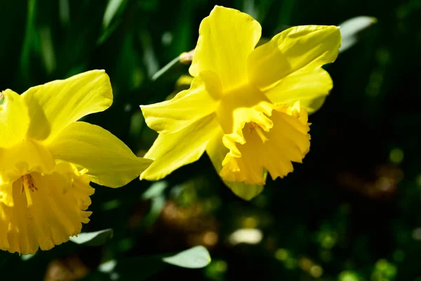 Belles Fleurs Jaunes Fond Concept Floral — Photo