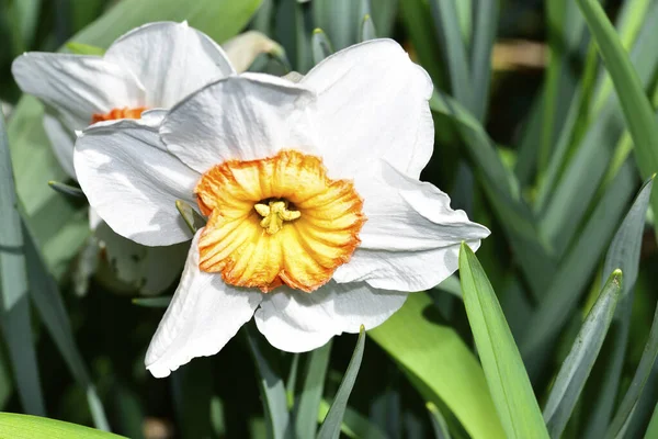 Beyaz ve sarı narsisli çiçeklere yakın çekim