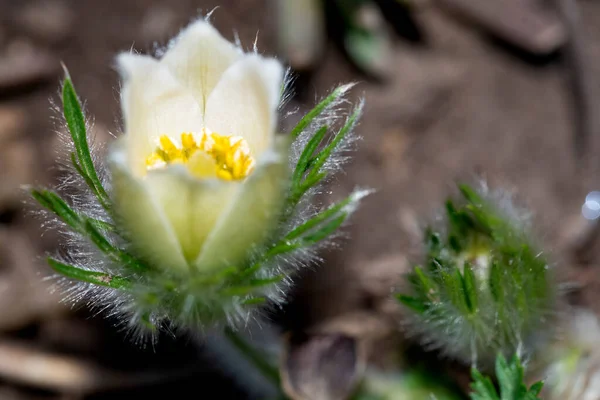 Smukke Botaniske Skud Hvide Blomster Vokser Haven - Stock-foto