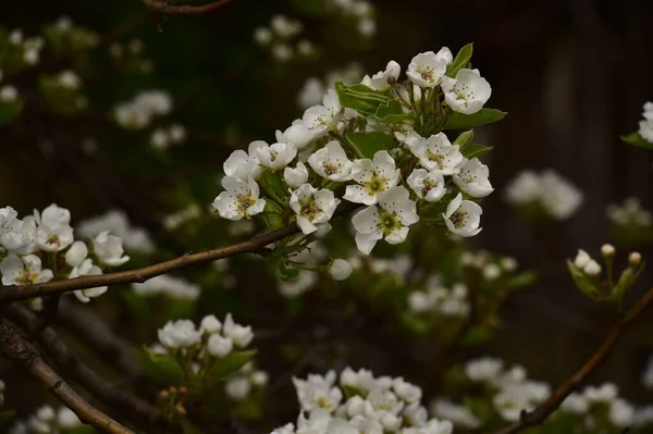 Vackra Vårblommor Blomma Trädgården — Stockfoto