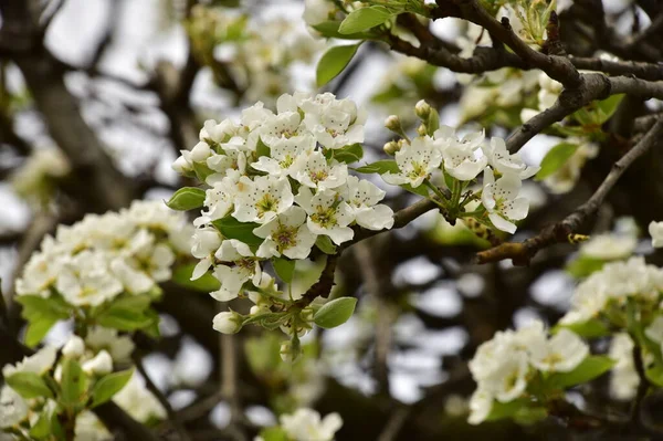 Bahçede güzel bahar çiçekleri açar.
