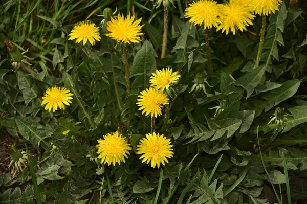 Güzel sarı çiçekler, çiçek konsepti