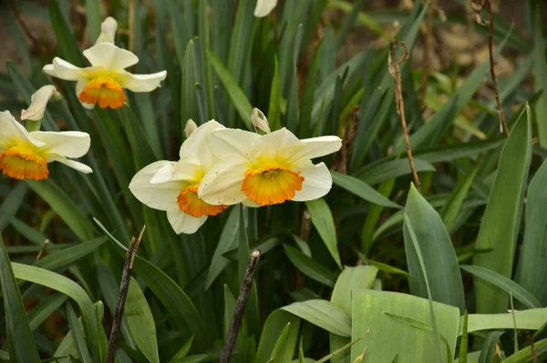 Zbliżenie Białych Żółtych Kwiatów Narcyzów — Zdjęcie stockowe