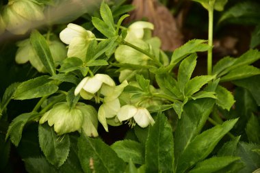 Bahçede büyüyen güzel çiçekler