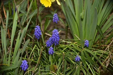 Bahçedeki güzel mor çiçekler