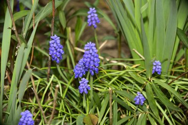 Bahçedeki güzel mor çiçekler