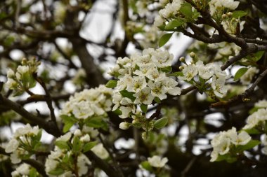 Bahçede güzel bahar çiçekleri açar.
