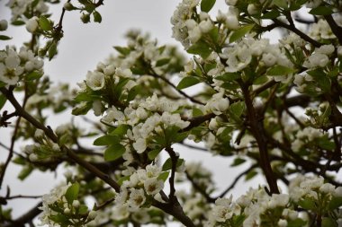 Bahçede güzel bahar çiçekleri açar.