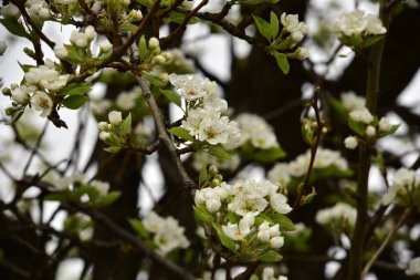 Bahçede güzel bahar çiçekleri açar.
